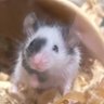 ゆきり's profile picture