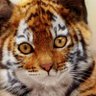 Profilbild von 어흥