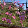 にゃーみ's profile picture