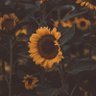 Seungcherry profil fotoğrafı