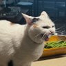 Mika the Cat 的头像