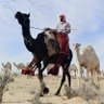 راع الوضحا | 🇸🇦 profil fotoğrafı
