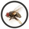 A Fly On The Wall's profile picture