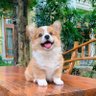 不傻 的头像