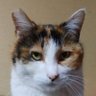トモよん3は鬼斬り🍙好き's profile picture