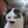Wong “Kevin, Wan Hakeem” Ngie Kieng bin Abdullah's profile picture