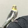 FC profil fotoğrafı