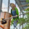 Profilbild von Pelestari Burung Endemik Indonesia