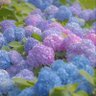 Фото профиля saimi