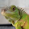 Henry Ardila's profile picture