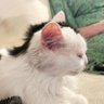 Bonekinha Iraniana's profile picture