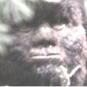 Sasquatch Seeker profil fotoğrafı