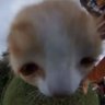 cat niped profil fotoğrafı