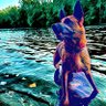 Profilbild von 🇺🇸🇺🇸 Brad 🇺🇲🇺🇲🐕🏖