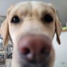 リロ🐶イヌとウサギとフトアゴ 的头像