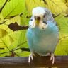 GrammasParakeet profil fotoğrafı