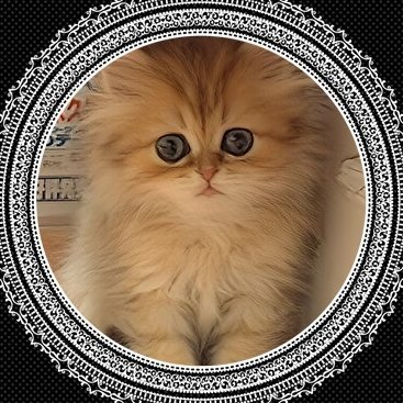 たそきち's profile picture