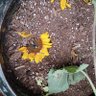 Фото профиля Rob The Sunflower Hero Hood