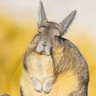 vizcacha's profile picture