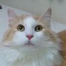Profilbild von 𝓘𝓪𝓶𝓡𝓾𝓹𝓪𝓷𝟒