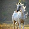 مرّ بي.🧚🏻's profile picture