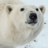 Bear Lamb profil fotoğrafı