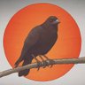 Kala Kawa 𓅨 profil fotoğrafı