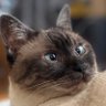 Фото профиля クルキャット