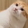 ããªã¢ãªãŒã's profile picture