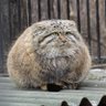 Centrolewus's profile picture