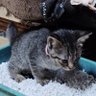 ぐっさん 的头像