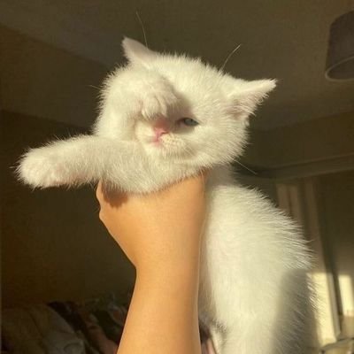ดาวแมวอยู่ไกลไหม's profile picture