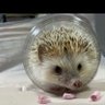 TOMOKO's profile picture