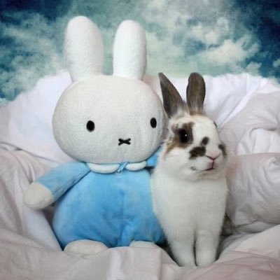 太平洋's profile picture