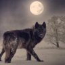 wolf 的头像