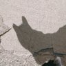 ねこ's profile picture