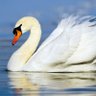 Profilbild von Swansoneous