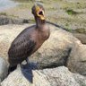 Фото профиля DUCK