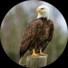 Profilbild von LucklessEagle
