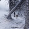 Powderbear 的头像