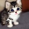 Фото профиля PussyCat lover🐱