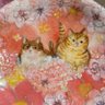 KANA25 的头像