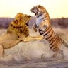 Tiger~♡ profil fotoğrafı