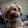 Profilbild von baileybear