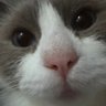yuu's profile picture