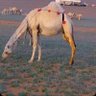 ترثه مضيم's profile picture