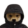 dogfiwcoin profil fotoğrafı