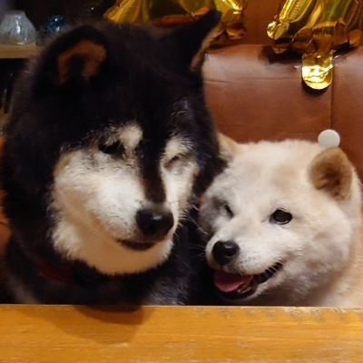 🐾茶々丸一家🐾's profile picture