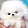 Profilbild von Lovely puppies