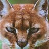 Tom TheCat profil fotoğrafı